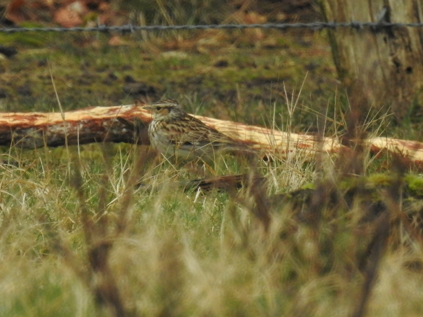 Wel of geen leeuwerik?